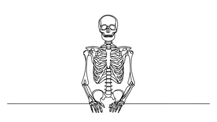 A single line drawing of a realistic human skeleton 