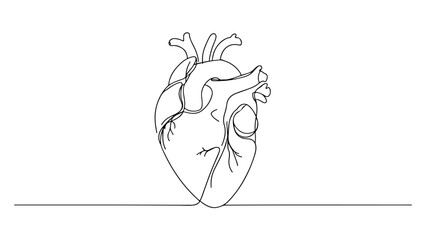 A continuous line drawing of a realistic human heart 2