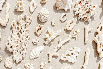 Seashells and corals as minimal pattern. Stylish layout of found shell and coral on ocean shore....