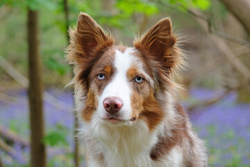 A tri red merle border collie in woodland filled with the blue flowers of bluebells.