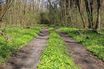 rut road in spring forest