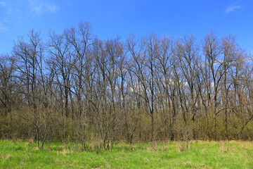 leafless grove in spring forest