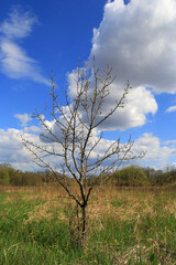 spring tree on meadow