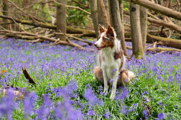 A tri red merle border collie sitting in a woodland filled with bluebells.