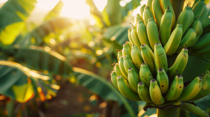 Fototapeta premium Cluster of green bananas growing on a tree, basking in soft sunlight in a tropical environment