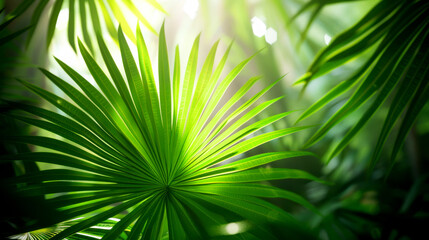 Obraz premium Lush green palm leaves bathed in soft sunlight, highlighting their radiance and tropical essence