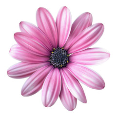 Obraz premium Pink flower isolated on transparent background