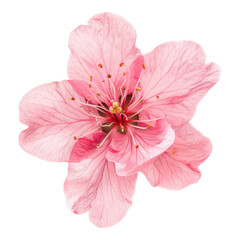Pink flower isolated on transparent background