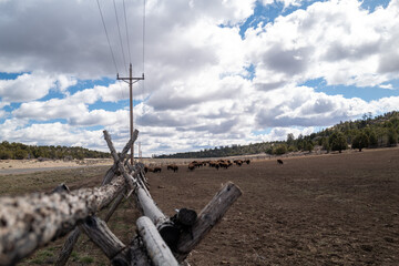 Bison Herd in Southwestern Pasture