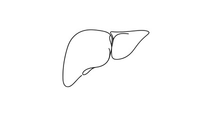 One continuous line drawing of a human liver