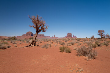 Lone Tree and Scrubland in Monument Valley