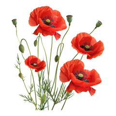 Obraz premium Red poppies as a symbol of hope isolated on transparent background