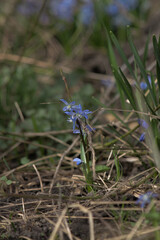 Flowers in the forest
