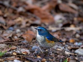 地面に降りてエサを探しているルリビタキの雄