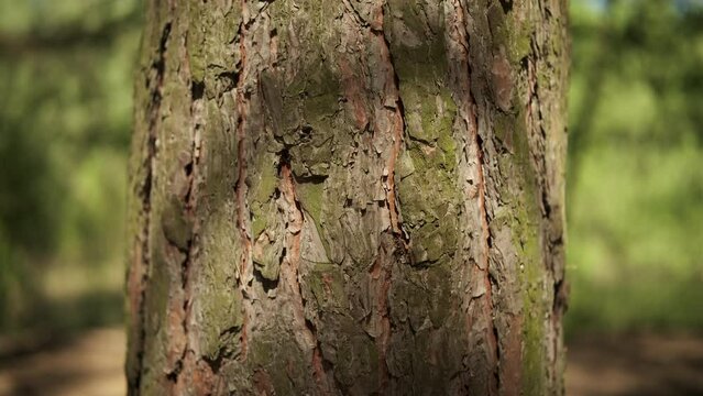 Texture of pine tree trunk in the forest, slider shot