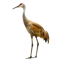 Obraz premium Sandhill crane isolated on transparent background