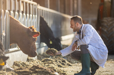 Veterinarian feeding cows on farm