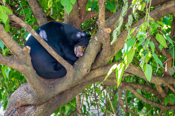 Malayan Sun Bear rolled-up sleeping in Treetop, Helarctos malayanus.