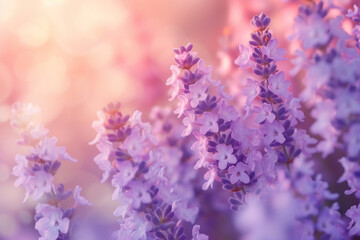 Close-up of soft lavender flowers bathed in warm sunlight, highlighting their delicate purple hues and soothing essence.