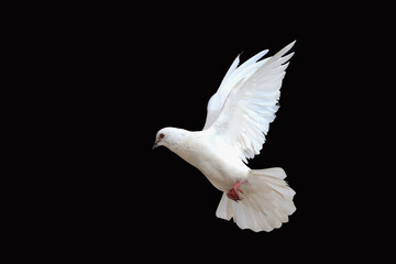 Beautiful of White dove isolated on a black background.