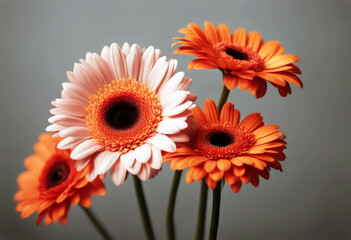 'grey background flowers space text Beautiful gerbera Background Flower Texture Design Flowers Frame Nature Ribbon Spring Love Table Space Leaf Gift White Floral Beauty Blue Color Cute Pink Colorful'