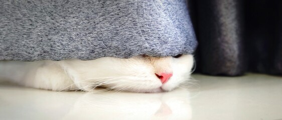 Funny cat hidden under silver gray curtain, White cat