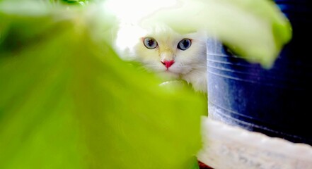 A white cat with blue eyes in garden.
