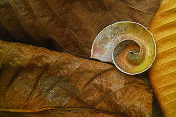 Cross section of snail on the leaves 