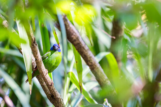 Blue-faced parrotfinch sitting on a branch hiding between leaves, Erythrura trichroa.