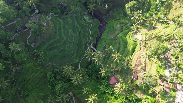 Aerial drone footage of rice terrace in Ubud, Bali, Indonesia
