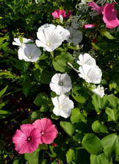 lavatera flower. white flowers. Beautiful garden flower, genus of grasses, shrubs, some trees of the malvaceous family.Lavatera - white flower blooms in the summer in the garden. wild rose, petunia