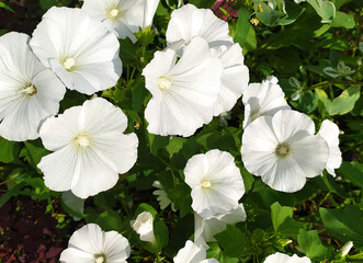 lavatera flower. white flowers. Beautiful garden flower, genus of grasses, shrubs, some trees of...