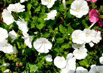 lavatera flower. white flowers. Beautiful garden flower, genus of grasses, shrubs, some trees of the malvaceous family.Lavatera - white flower blooms in the summer in the garden. wild rose, petunia