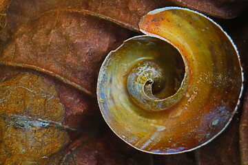 spiral texture 