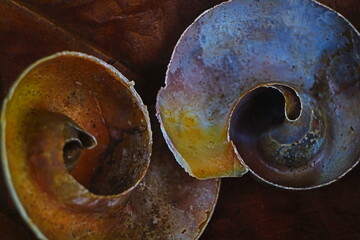Spiral of Snail 