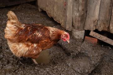 one red domestic chicken hen eat on wet ground on organic farm or countryside yard. free range chickens - Powered by Adobe