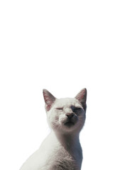 cat Png