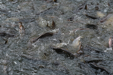 Fish in the pond for cooking