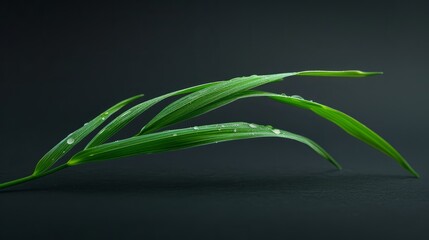 blade of grass on a black background