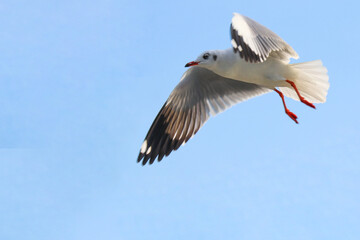 white stork in flight