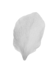 Beautiful flower petal of blossoming pear tree on white background