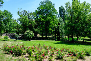 Vivid landscape in Nicolae Romaescu park from Craiova in Dolj county, Romania, with lake, waterlillies and large green tres in a beautiful sunny spring day with blue sky and white clouds