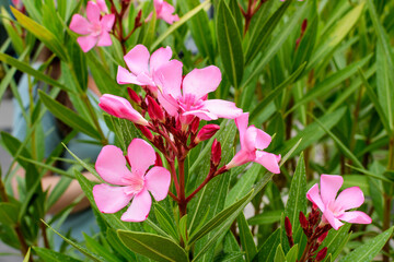 Obraz premium Close up of delicate pink flowers of Nerium oleander and green leaves in a exotic garden in a sunny summer day, beautiful outdoor floral background photographed with soft focus