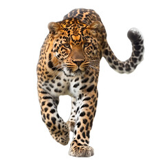 Obraz premium leopard in front of white background