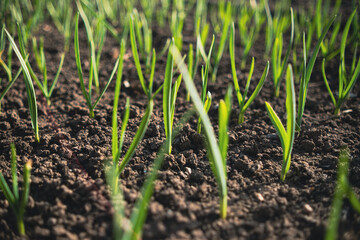 Garlic sprouts growing in rows in rich soil, illuminated by early morning light.