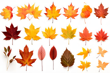 Collection of colorful autumn leaves from different deciduous trees, including maples and oaks, vibrant reds, yellows, and orang    Generative Ai,