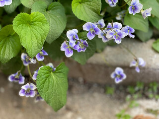 Blooming bush of violets. White violets.