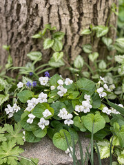 Blooming bush of violets. White violets.