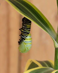 Monarch butterfly caterpillar with yellow, white, and black stripes is in the process of shedding its skin to reveal the forming chrysalis.