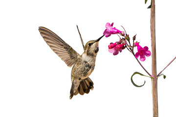 Black-chinned Hummingbird (Archilochus alexandri) High Resolution Photo, In Flight, Feeding on Parry's Penstemon (Penstemon parryi) Blooms Over a Transparent PNG Background